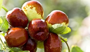 Цей екзотичний плід чудово впливає на пам'ять та захищає від стресу