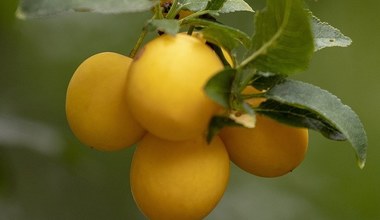 Цей фрукт захищає серце та покращує травлення. У Польщі його в достатку 