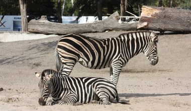 Цей зоопарк найкращий у Польщі. Ви обов'язково повинні відвідати його цієї осені