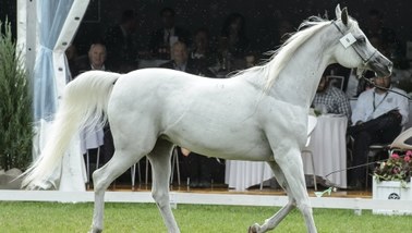 Chaos na aukcji "Pride of Poland". Ceny obniżone, sporo koni nie zostało sprzedanych