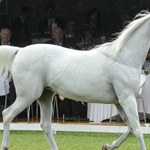 Chaos na aukcji "Pride of Poland". Ceny obniżone, sporo koni nie zostało sprzedanych