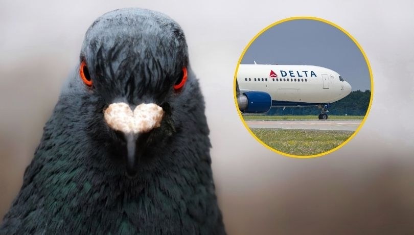 Chaos na pokładzie samolotu. Wszystkiemu winne gołębie