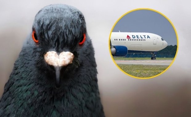 Chaos na pokładzie samolotu. Wszystkiemu winne gołębie