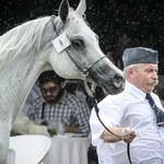 Chaos podczas aukcji koni w Janowie. ANR: Winę ponosi sprowadzony z zagranicy mistrz 
