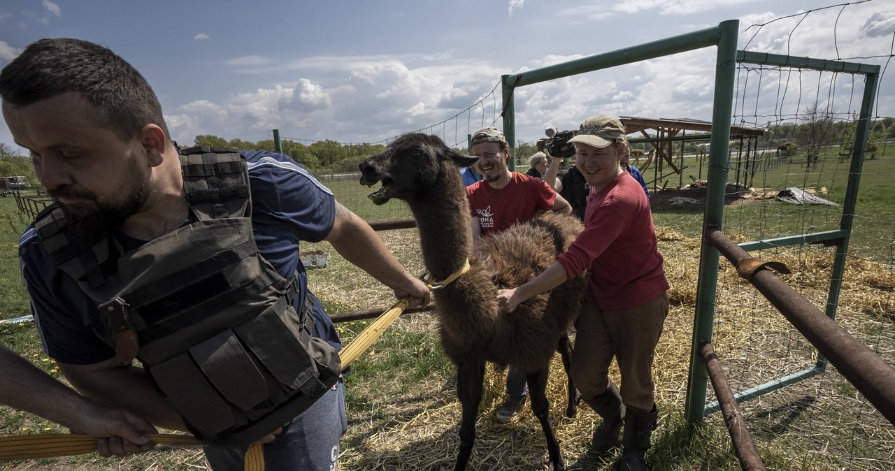 ​Charków: 15-latek zginął podczas ewakuacji zwierząt