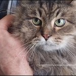 Charków: Kot spędził pod gruzami dwa tygodnie. Udało się go uratować