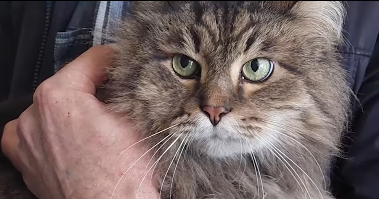 Charków: Kot spędził pod gruzami dwa tygodnie. Udało się go uratować