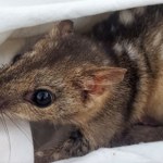 torbacz Chcą przyspieszyć ewolucję. Drapieżne torbacze będą zmienione genetycznie