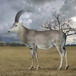 Chcą przywrócić najpiękniejszą antylopę świata. Była jak z filmu fantasy