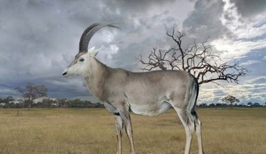 Chcą przywrócić najpiękniejszą antylopę świata. Była jak z filmu fantasy