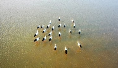 Chcą przywrócić znane nam ptaki do wielkiego miasta. Nie było ich 600 lat