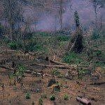 Chcą skończyć z masowym wylesianiem. Międzynarodowa koalicja wyznaczyła cele