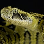 Chcą specjalnej decyzji w sprawie jadowitego węża. Nie ma wyjścia