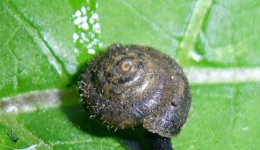 Chcą uratować włochatego ślimaka. Zachował się tylko w stolicy kraju