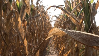 Chcą wprowadzenia stanu klęski suszy. "Jesteśmy bezsilni"