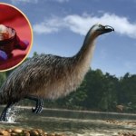 DNA Chcą wskrzesić gigantyczne, wymarłe ptaki. Mają już nawet sztuczne jaja