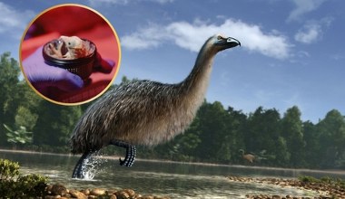 Chcą wskrzesić gigantyczne, wymarłe ptaki. Mają już nawet sztuczne jaja