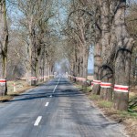 Chcą wyciąć niemal 7 tys. przydrożnych drzew. Podobno są niebezpieczne