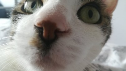 Chcą wyplenić koty, by ratować rodzime gatunki zwierząt. "Urodzeni mordercy w miękkich futerkach"