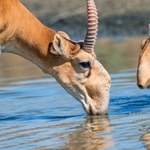 Chcą zastrzelić 300 tys. antylop. Radykalna decyzja władz w Kazachstanie