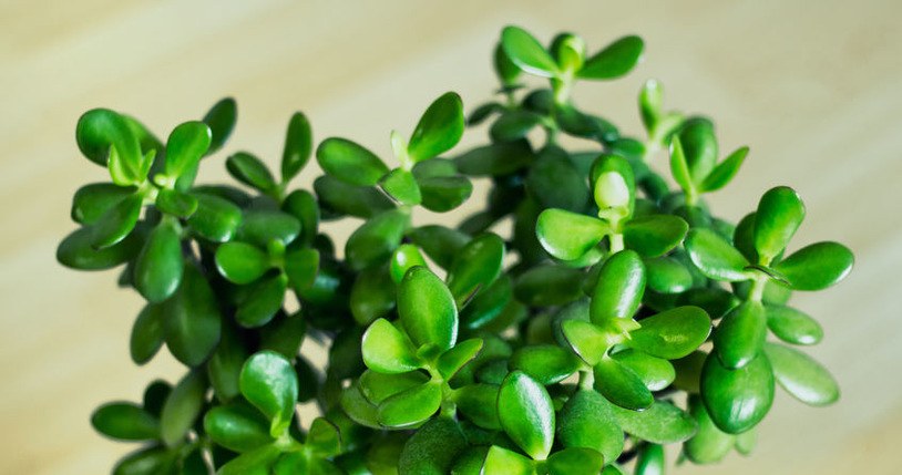 Chcąc, by grubosz zakwitł, należy podlewać go domowymi odżywkami /123RF/PICSEL