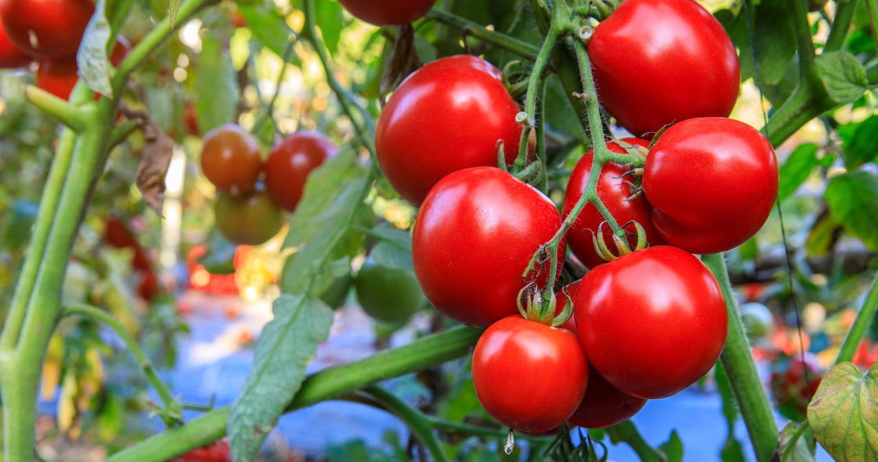 Chcąc mieć obfite plony, musimy wiedzieć, jak zapobiegać chorobom pomidorów /123RF/PICSEL