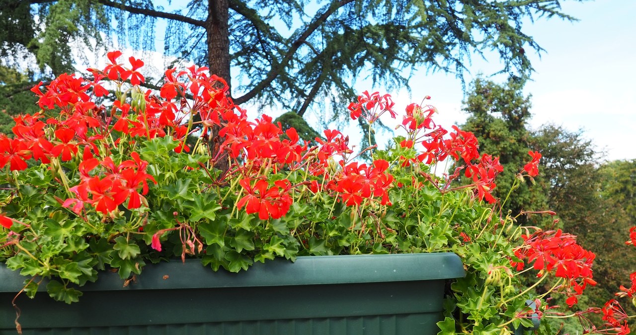 Chcąc zapewnić wszystko co najlepsze pelargonii, warto rozważyć przesadzenie jej do świeżej i dobrze przepuszczalnej ziemi. /123RF/PICSEL