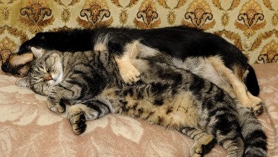 Chcemy chronić klimat? Pozbadźmy się... psów i kotów