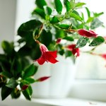 Chcesz balkon jak z Instagrama? Wybierz dipladenię