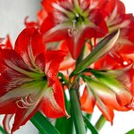 Chcesz, by amarylis zakwitł na święta? Już dziś musisz zrobić to