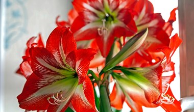 Chcesz, by amarylis zakwitł na święta? Już dziś musisz zrobić to