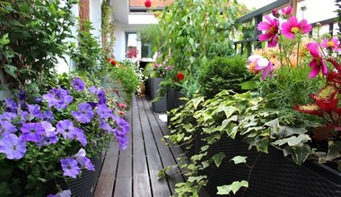 Chcesz, by balkon zielenił się przez cały rok? Posadź te ultraodporne rośliny 