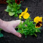 Chcesz, by bratki pięknie rozkwitły? Sięgnij po ten produkt z kuchni