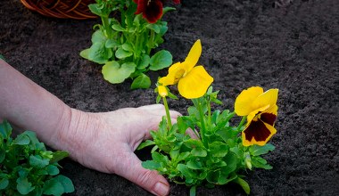 Chcesz, by bratki pięknie rozkwitły? Sięgnij po ten produkt z kuchni