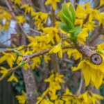 Chcesz, by forsycja wiosną obsypała się kwiatami? Koniecznie zrób to dzisiaj