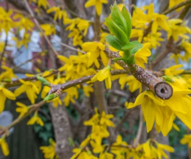 Chcesz, by forsycja wiosną obsypała się kwiatami? Koniecznie zrób to dzisiaj