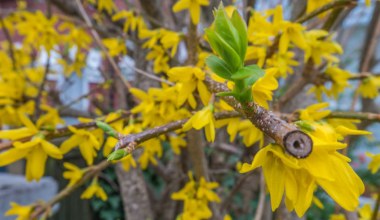 Chcesz, by forsycja wiosną obsypała się kwiatami? Koniecznie zrób to dzisiaj