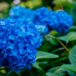 Chcesz, by hortensje miały intensywnie niebieską barwę? Posyp je tym