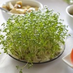 Chcesz, by rzeżucha wyrosła na święta? Posadź ją w tym terminie 