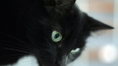 Chcesz kupić psa lub kota przez internet? Bądź czujny