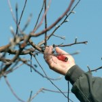Chcesz mieć dorodne czereśnie? Koniecznie zrób to w ogrodzie zimą