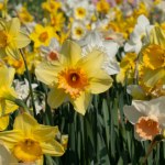 Chcesz mieć dywan żonkili w ogrodzie? Trik ogrodników pomoże