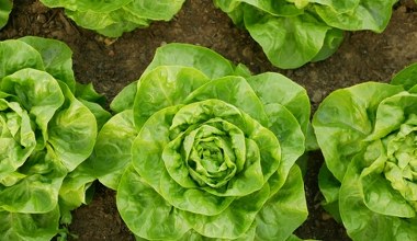 Chcesz mieć warzywa wcześniej, niż sąsiedzi? Wystarczy, że zrobisz to