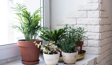 Chcesz mieć zdrowe i piękne kwiaty? Po prostu włóż to do doniczki