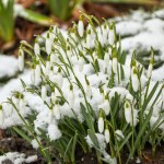 Chcesz piękny ogród? W marcu musisz zacząć od tego