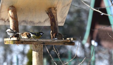​Chcesz przyciągnąć ptaki do karmnika? Koniecznie wrzuć to do środka