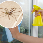 Chcesz się pozbyć pająków z domu? Spryskaj tym okna oraz drzwi. Nienawidzą tego zapachu