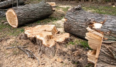 ​Chcesz wyciąć drzewo na swojej działce? Sprawdź, co na to przepisy