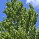 Chcesz zacienić działkę i osłonić się od sąsiadów? To drzewo rośnie szybko, jak żadne inne