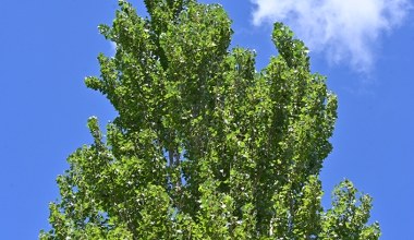 Chcesz zacienić działkę i osłonić się od sąsiadów? To drzewo rośnie szybko, jak żadne inne